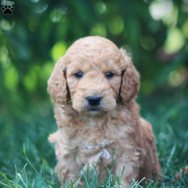 Axel, Mini Goldendoodle Puppy